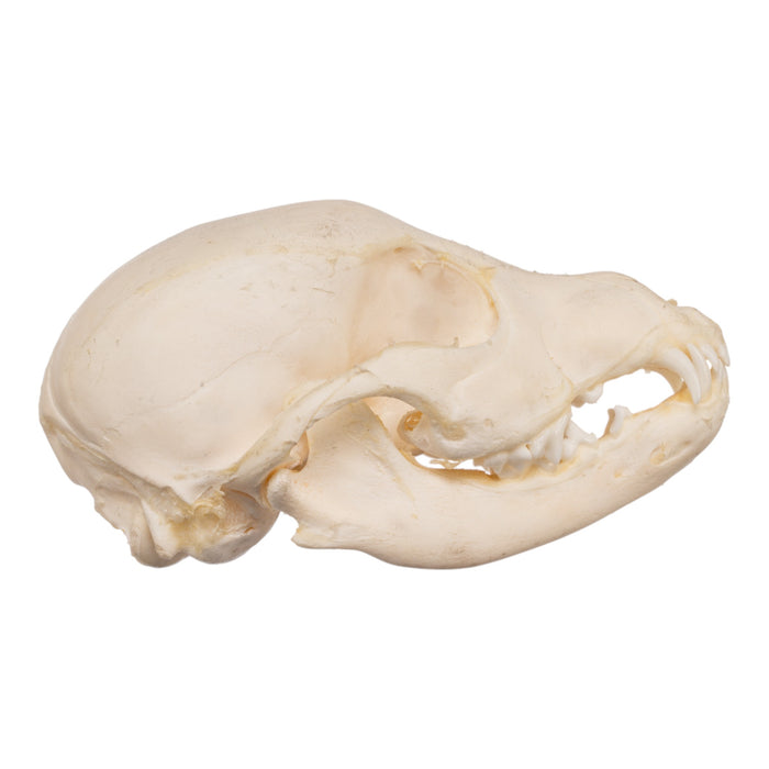 Real Domestic Dog Skeleton - Partial