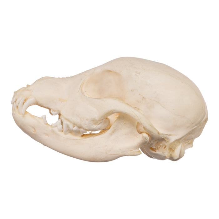 Real Domestic Dog Skeleton - Partial