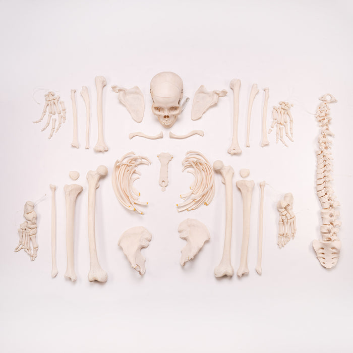 Real Human Skeleton - Disarticulated with Carrying Case