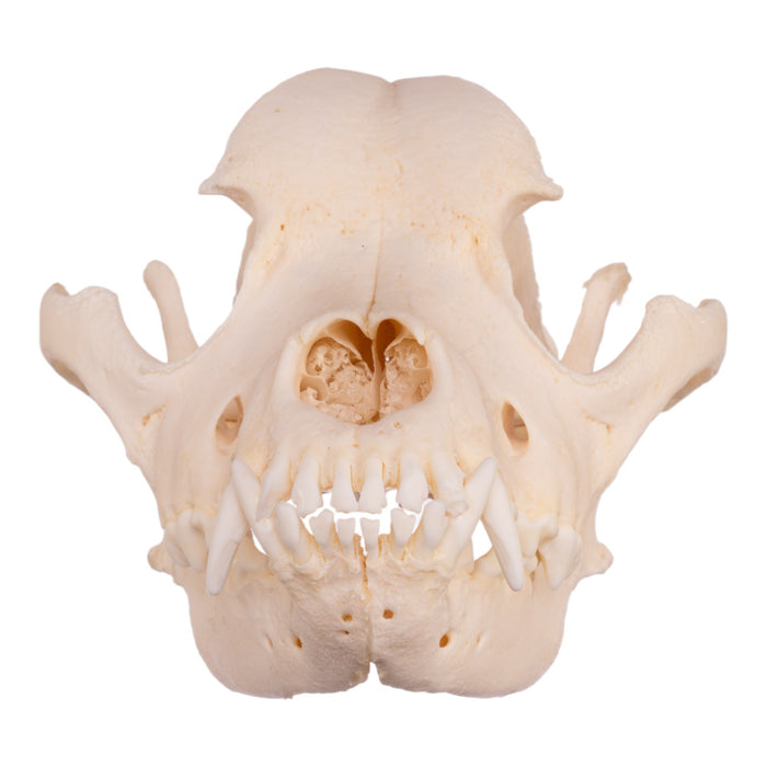 Real Domestic Dog Skull - Rottweiler