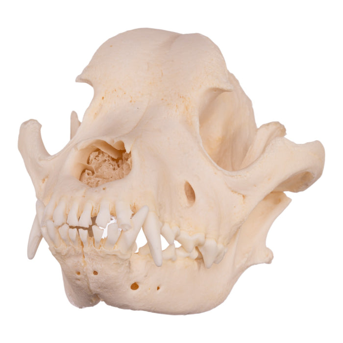 Real Domestic Dog Skull - Rottweiler