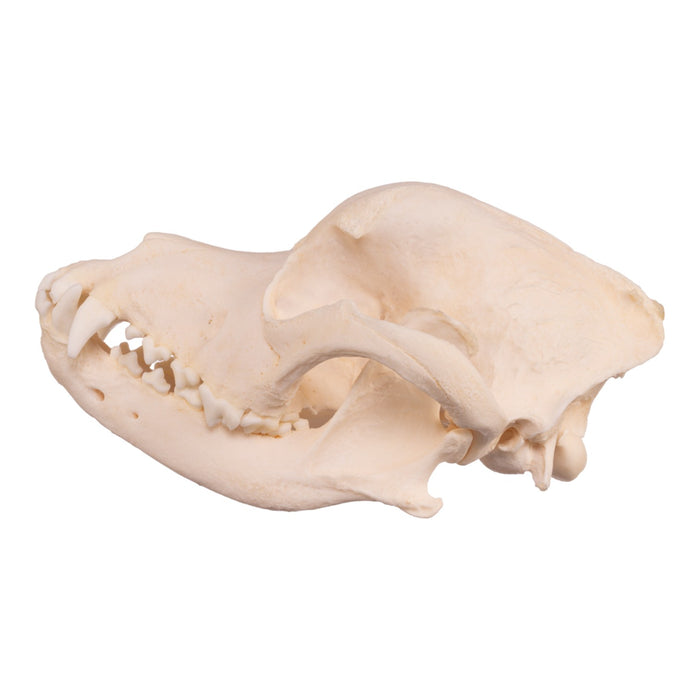 Real Domestic Dog Skull - Rottweiler