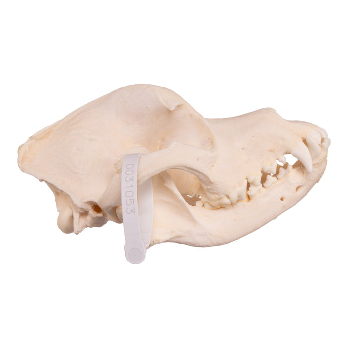 Real Domestic Dog Skull - Rottweiler