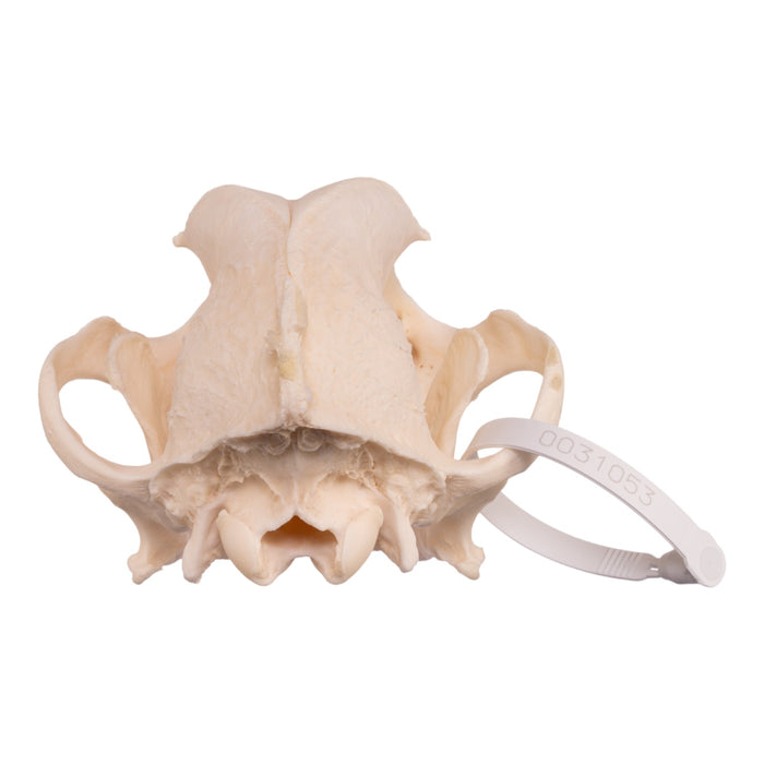 Real Domestic Dog Skull - Rottweiler