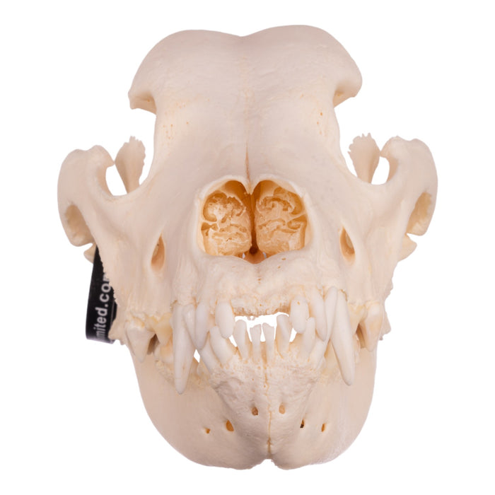 Real Domestic Dog Skull - Great Dane