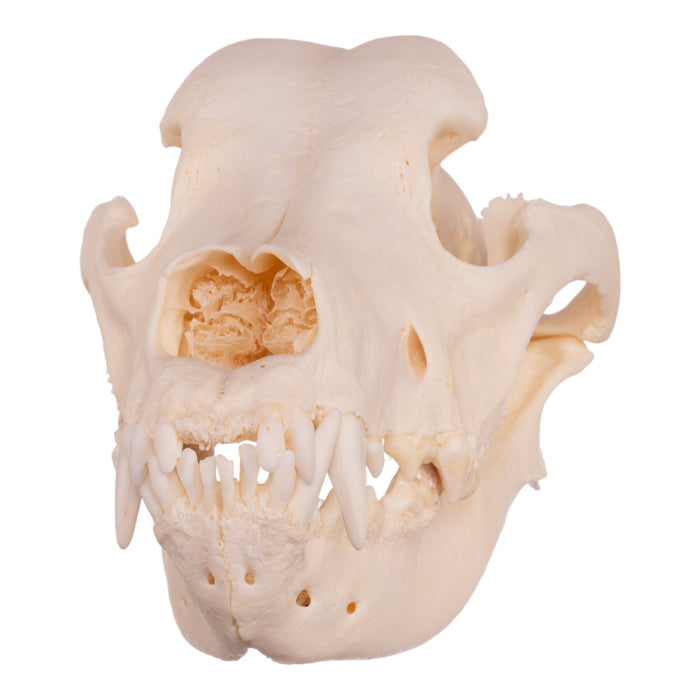 Real Domestic Dog Skull - Great Dane