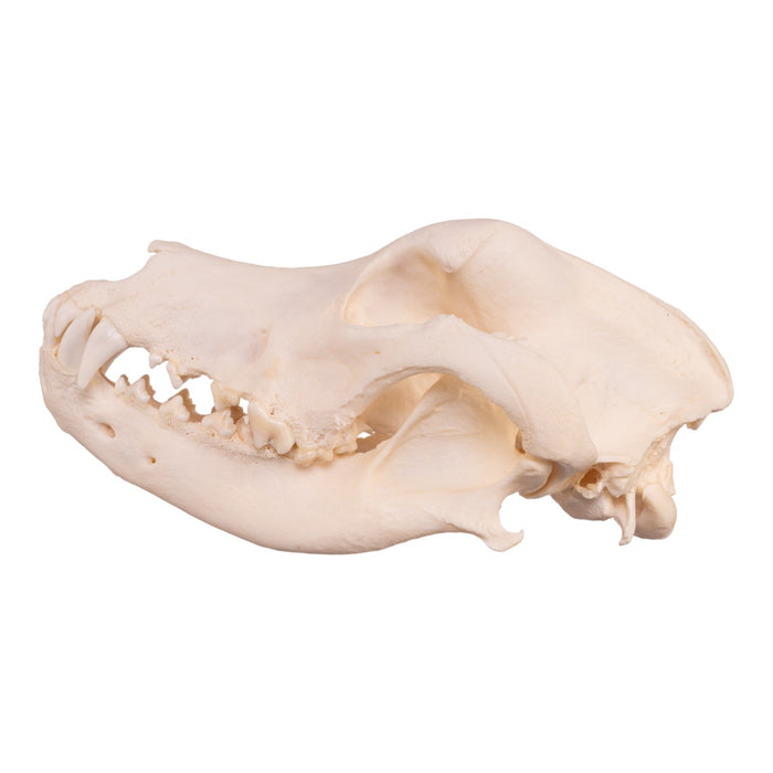 Real Domestic Dog Skull - Great Dane