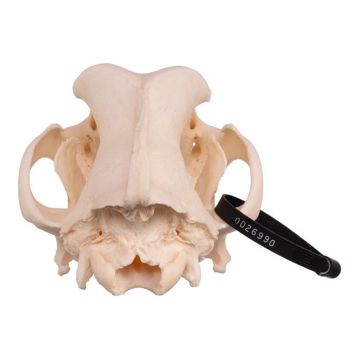 Real Domestic Dog Skull - Great Dane