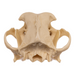 Replica Domestic Dog Skull - Pit Bull