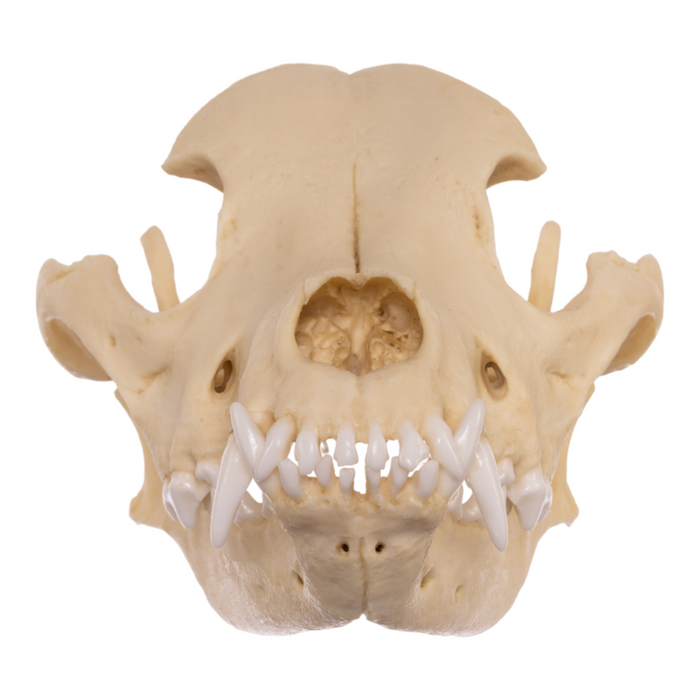 Replica Pit Bull Skull For Sale — Skulls Unlimited International, Inc.