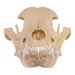 Replica Domestic Dog Skull - Pit Bull