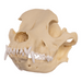 Replica Domestic Dog Skull - Pit Bull