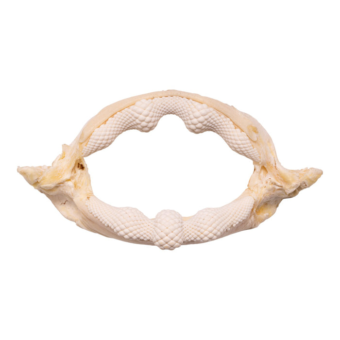 Real Bowmouth Guitarfish Jaw (9.6")