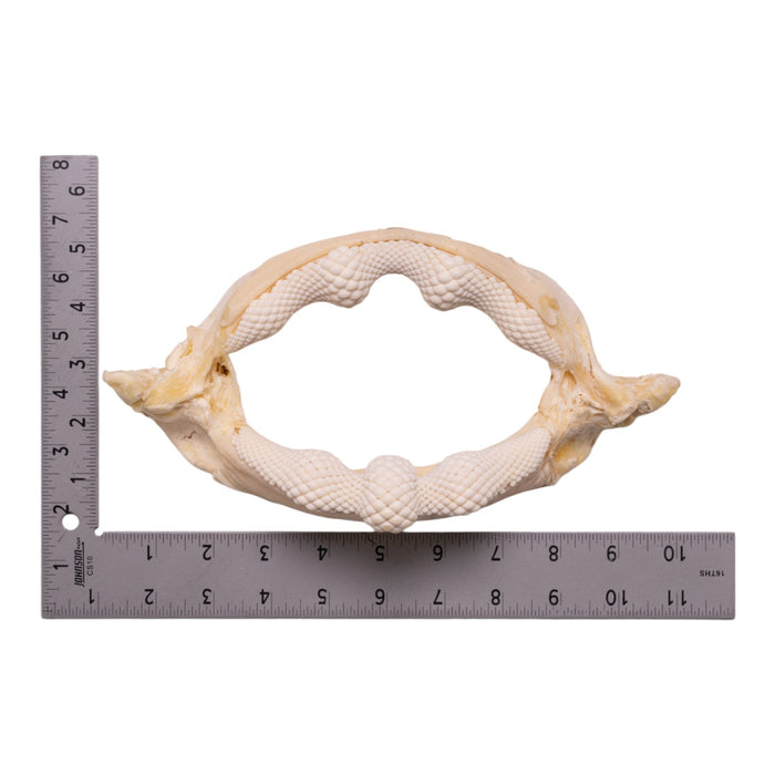 Real Bowmouth Guitarfish Jaw (9.6")