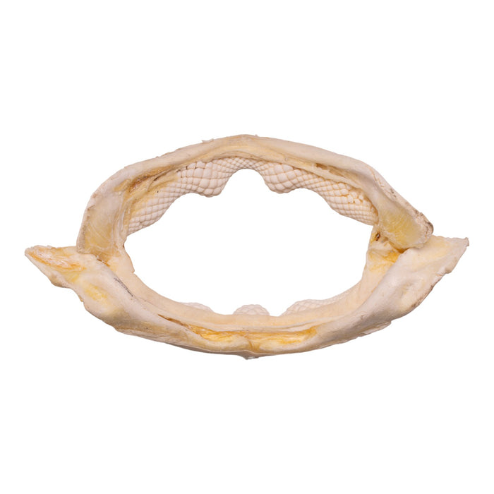 Real Bowmouth Guitarfish Jaw (9.6")