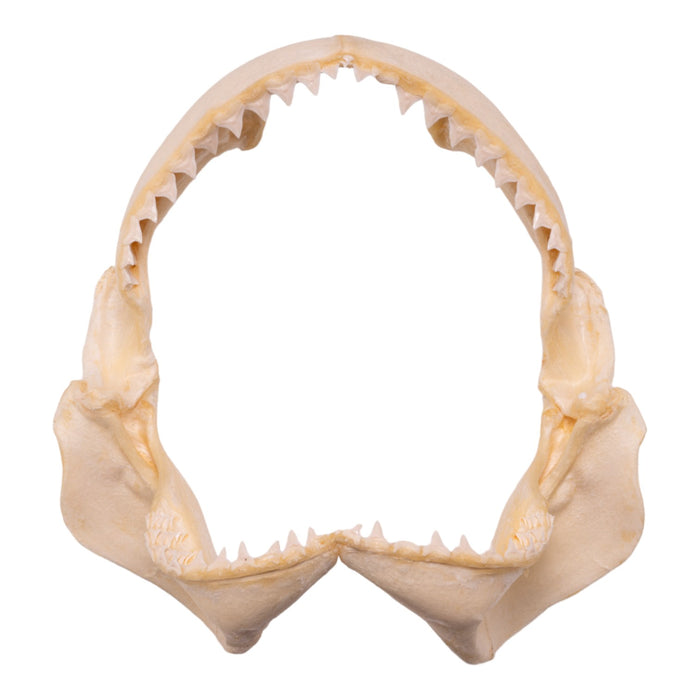 Real Pigeye Shark Jaw (10.9")