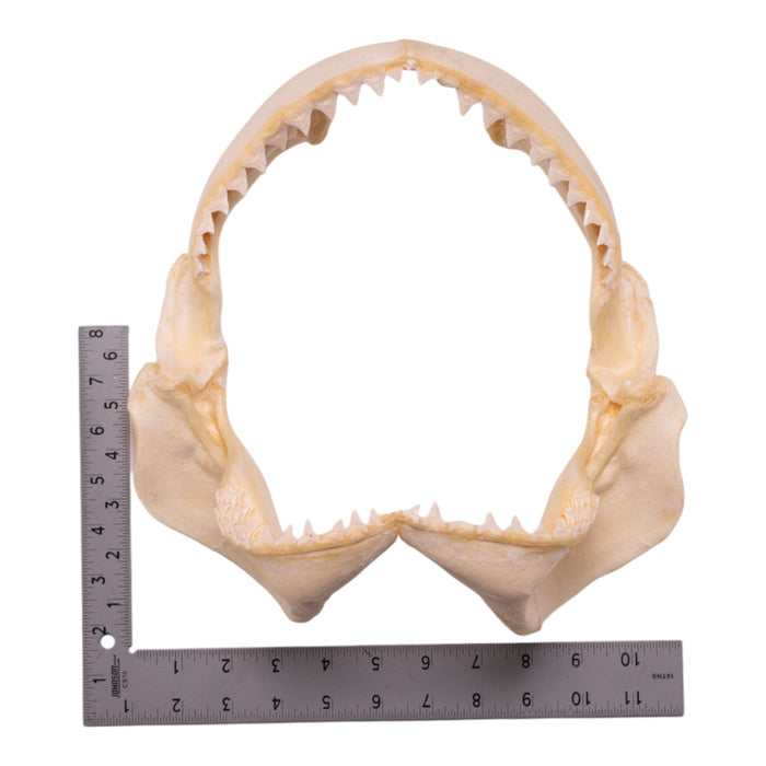 Real Pigeye Shark Jaw (10.9")