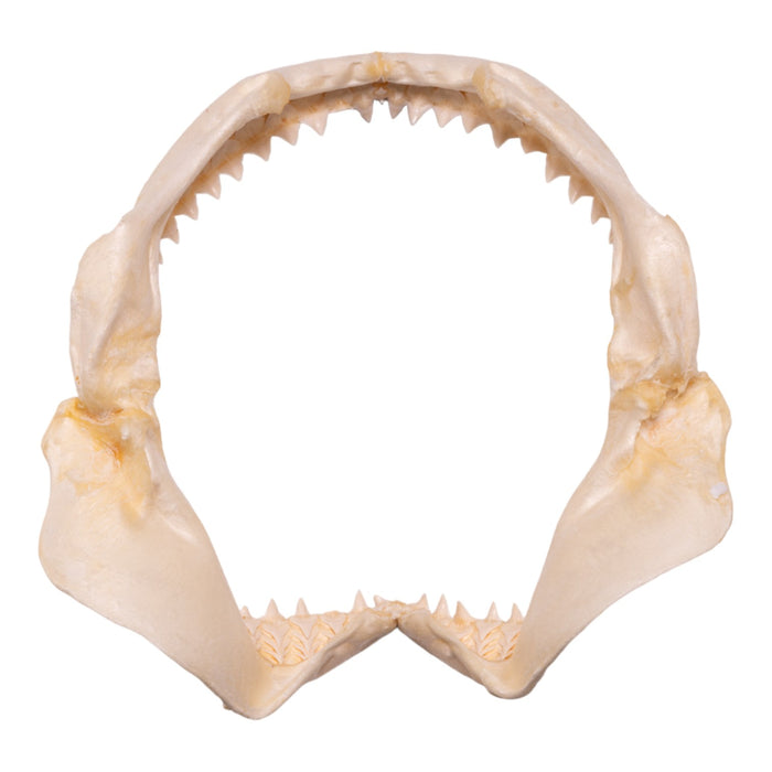 Real Pigeye Shark Jaw (10.9")