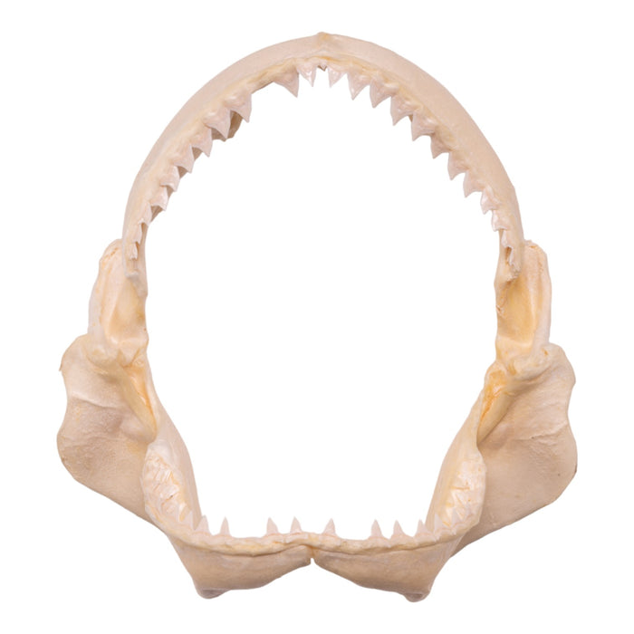 Real Pigeye Shark Jaw (9.1")