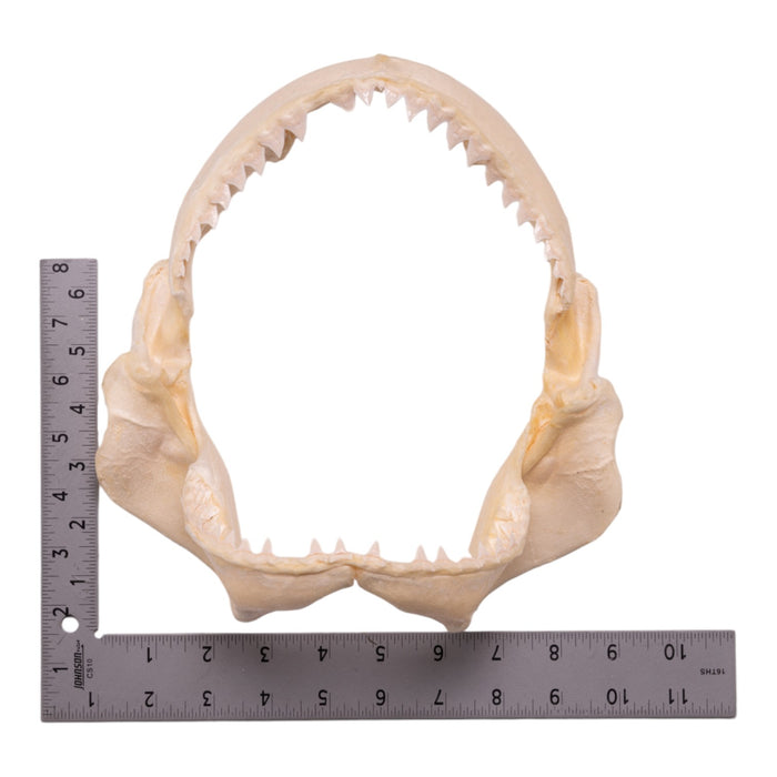 Real Pigeye Shark Jaw (9.1")