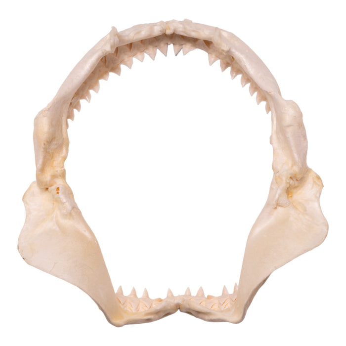 Real Pigeye Shark Jaw (9.1")