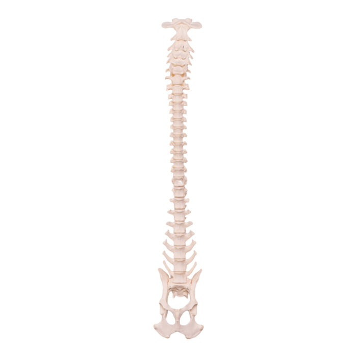 Real Domestic Dog Spine, Pelvis, and Sacrum - Articulated