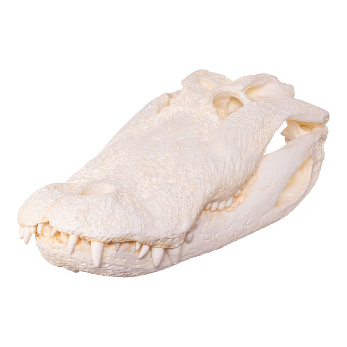 Replica American Alligator Skull (25 in.)