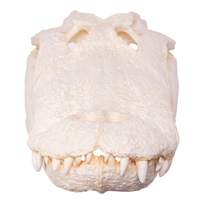 Replica American Alligator Skull (25 in.)