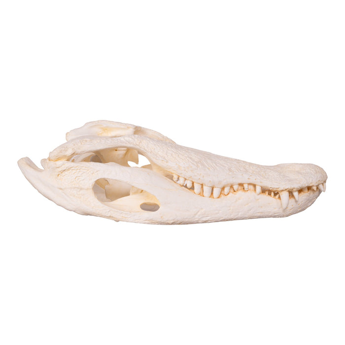 Replica American Alligator Skull (25 in.)