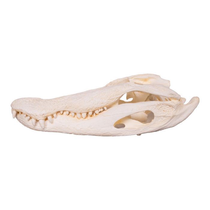 Replica American Alligator Skull (25 in.)