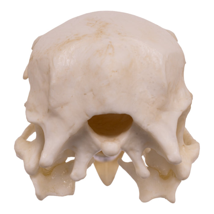 Replica California Condor Skull