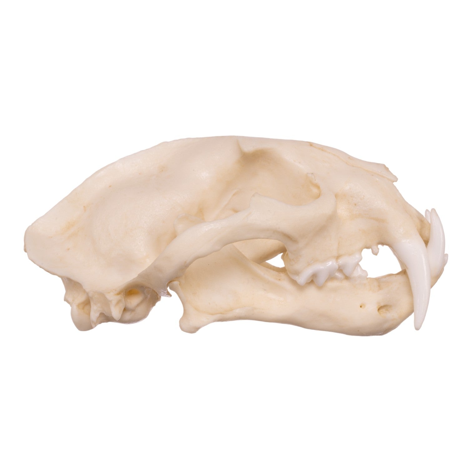 Replica Clouded Leopard Skull For Sale — Skulls Unlimited International ...