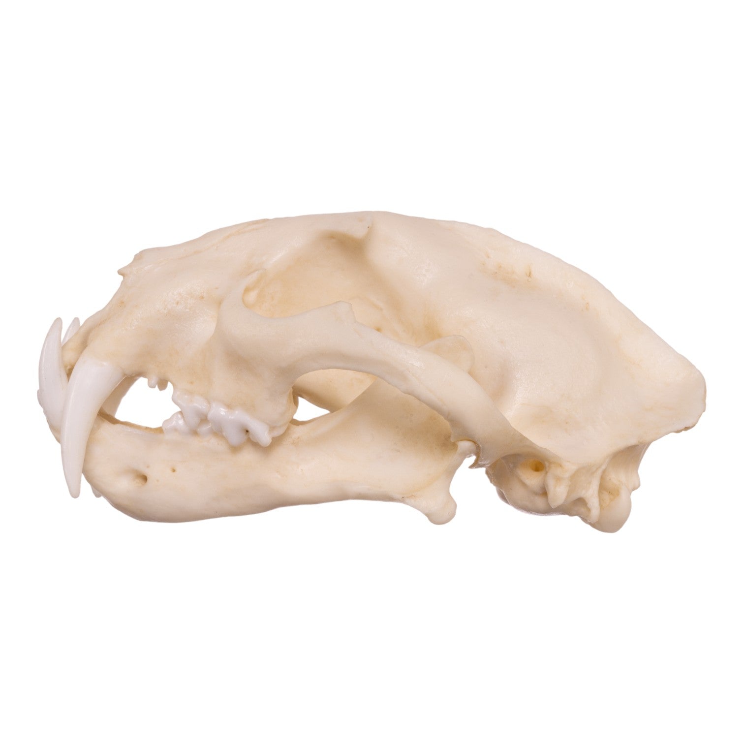 Replica Clouded Leopard Skull For Sale — Skulls Unlimited International ...