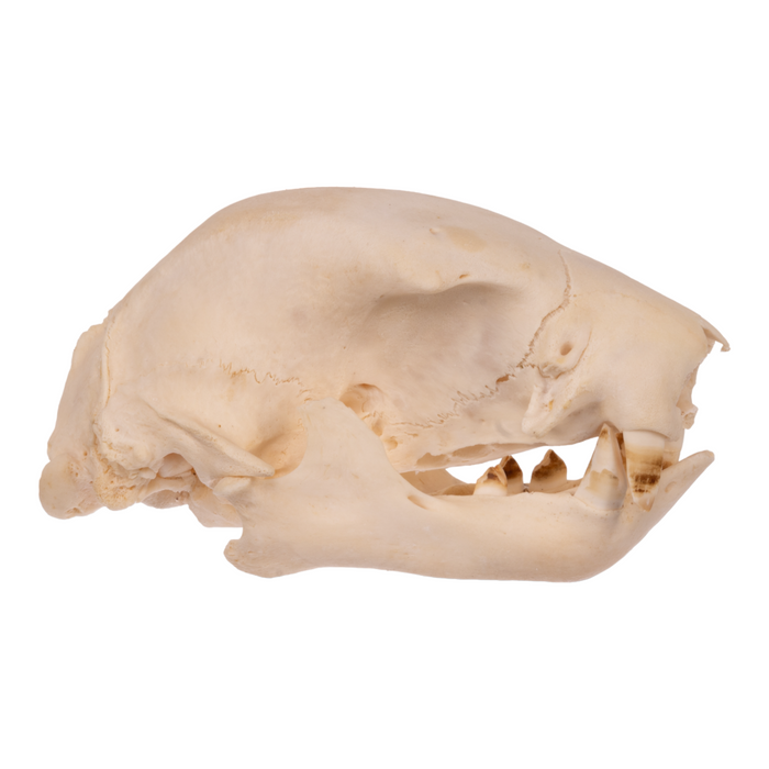 Real Two-toed Sloth Skull — Skulls Unlimited International, Inc.