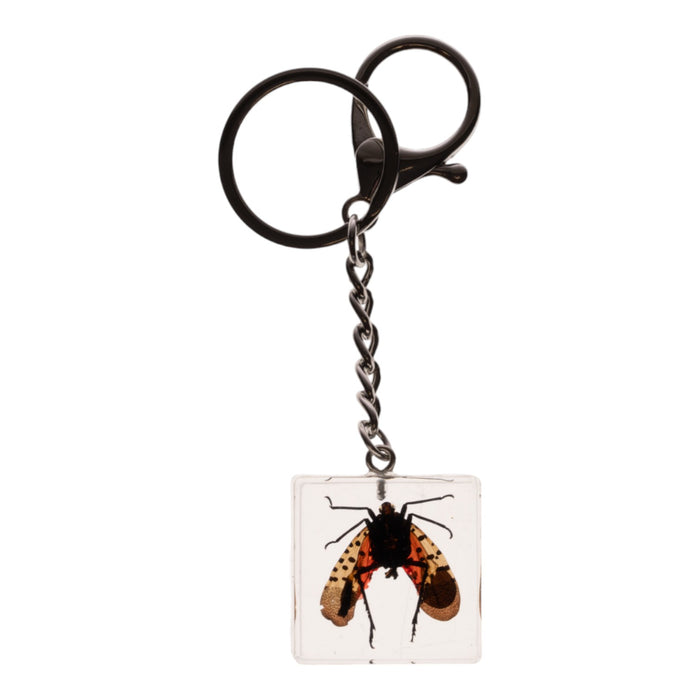 Real Lanternfly in Acrylic Cube Keychain