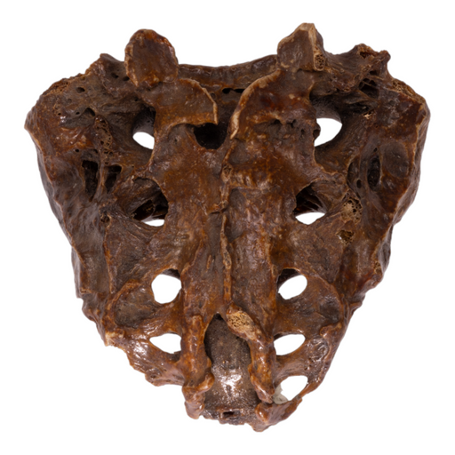 Real Human Sacrum - Antique