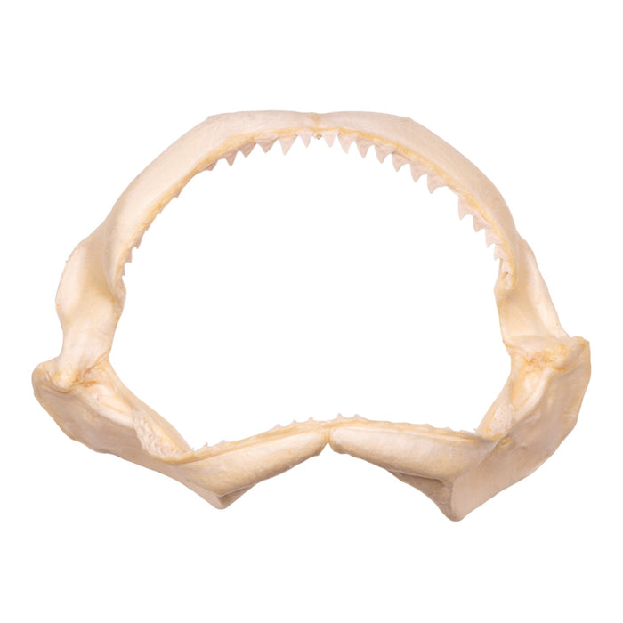 Real Dusky Shark Jaw (15.4")