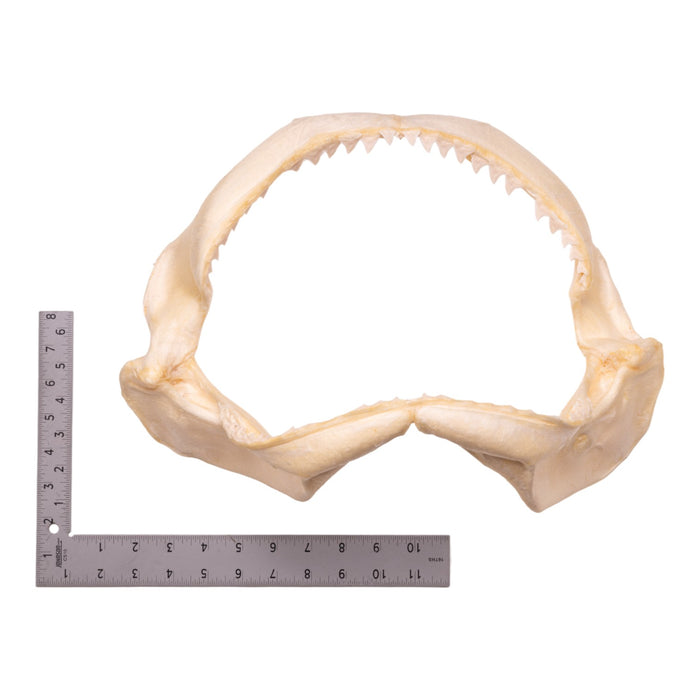 Real Dusky Shark Jaw (15.4")