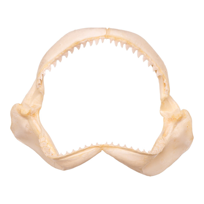 Real Dusky Shark Jaw (11.8")