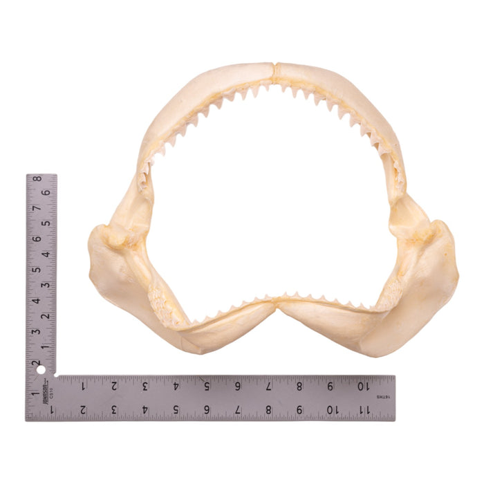 Real Dusky Shark Jaw (11.8")