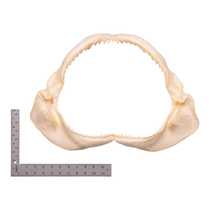 Real Dusky Shark Jaw - Extra Large (19.9")