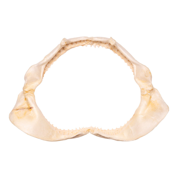 Real Dusky Shark Jaw - Extra Large (19.9")