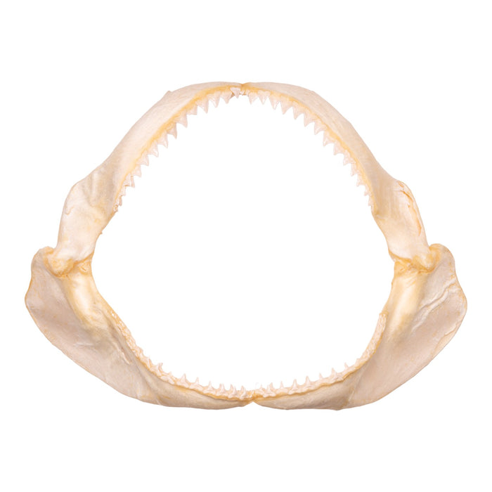 Real Dusky Shark Jaw - Extra Large (19.7")