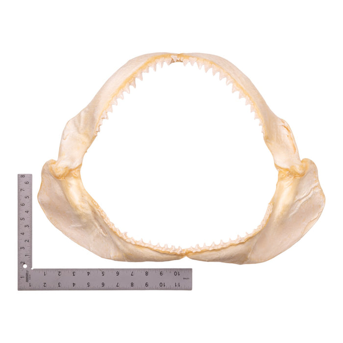 Real Dusky Shark Jaw - Extra Large (19.7")