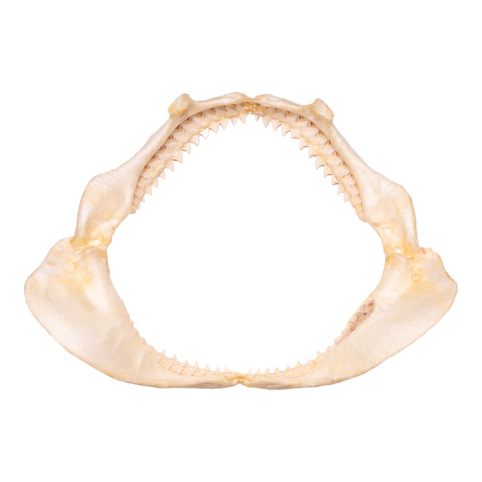 Real Dusky Shark Jaw - Extra Large (19.7")