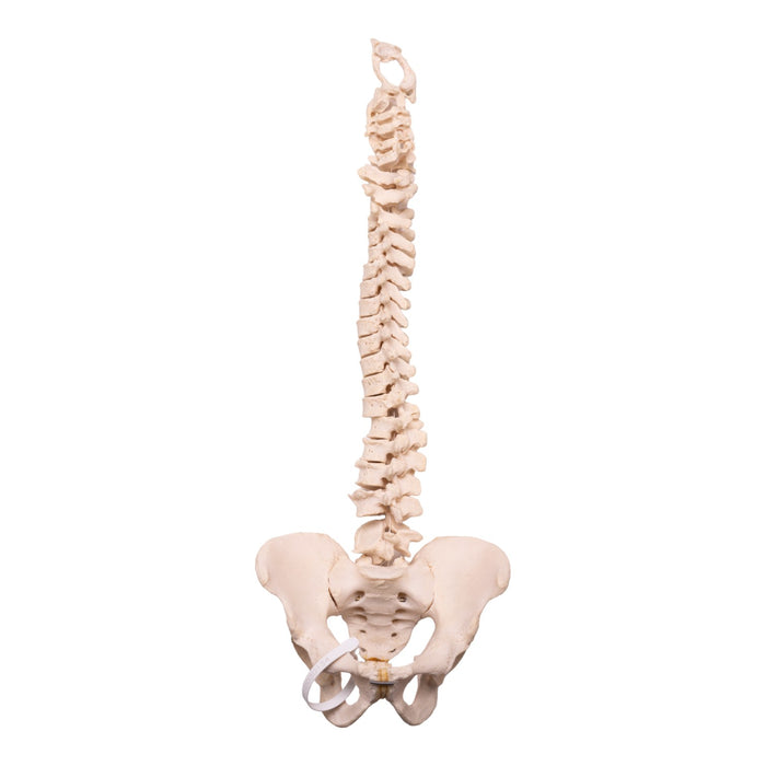 Real Human Spine