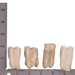 Real Gemsbok Tooth - Single