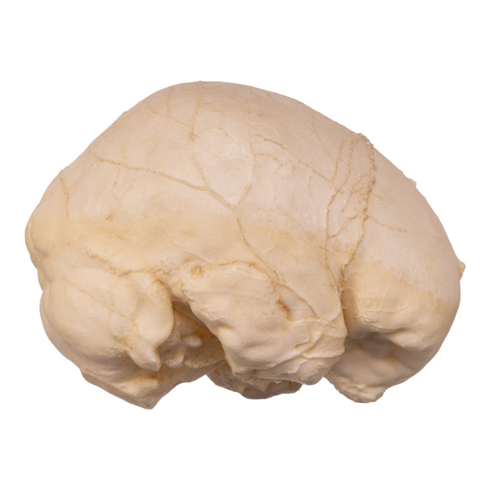 Replica Human Skull Endocast