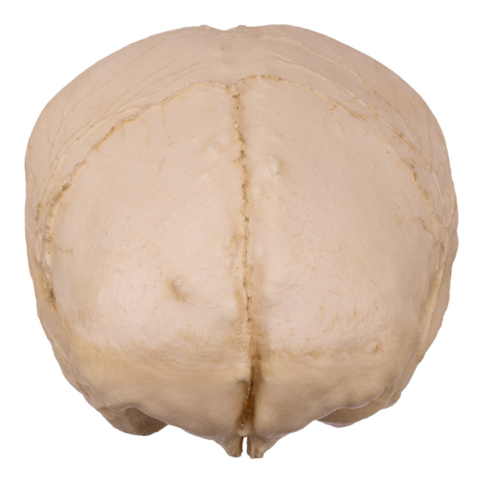 Replica Human Skull Endocast