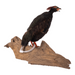 Real Taxidermy Crested Partridge